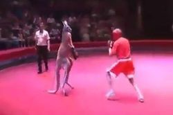 'Cười ngất' trước màn boxing kinh điển giữa người và Kangaroo