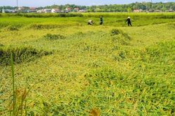 Giông lốc làm hơn 5.000 ha lúa sắp thu hoạch ở Quảng Bình đổ rạp
