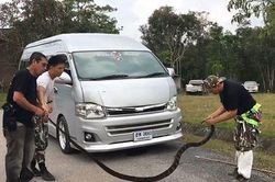 Cảnh bắt rắn hổ mang trên xe ở Thái Lan
