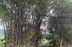Xã Tân Phúc nỗ lực cán đích nông thôn mới