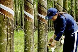 Xuất khẩu nhiều mặt hàng nông sản phục hồi tích cực