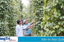 Năng suất hồ tiêu ở Cam Lộ đạt thấp nhất từ trước đến nay