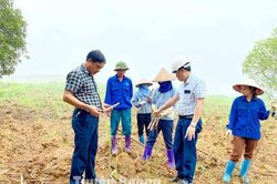 320 ha mía chết do hạn hán