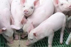 Giá lợn hơi ngày 9/5: Tăng 1.000 - 2.000 đồng/kg tại nhiều địa phương