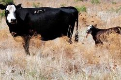 Hàng loạt xác bò bị cắt xẻo ở Texas