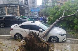 Hà Nội: Nơm nớp nỗi lo cây xanh gãy đổ mùa mưa bão