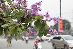 Hoa bằng lăng đua nhau khoe sắc tím khắp đường phố Thủ đô Hà Nội
