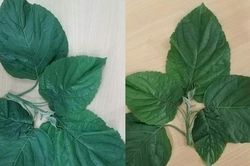 Dùng lá rừng trị táo bón, 1 người dân ở Quỳ Châu phải nhập viện cấp cứu