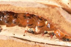 Honeypot – Loài kiến duy nhất tiết mật trên thế giới