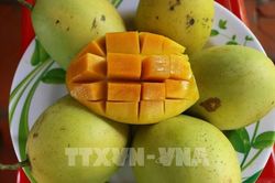Giá một số loại trái cây giảm mạnh, nhà vườn thất thu
