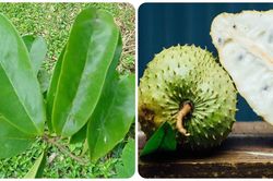 Lá mãng cầu xiêm có tác dụng gì?