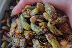 Người phụ nữ ngộ độc nặng sau khi ăn ve sầu