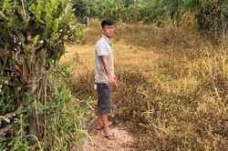Kon Tum: Bắt đối tượng trộm cắp bò