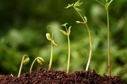 Agribank rao bán phân bón hữu cơ để thu hồi nợ