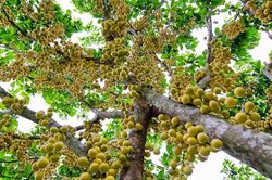 Mê mẩn vườn dâu da trĩu quả ở An Giang