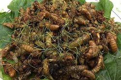 Ngộ độc sau khi ăn 10 con ve sầu rang lá chanh