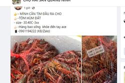 Bị cấm kinh doanh, tôm hùm đất vẫn được rao bán đầy chợ mạng