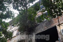Cây xanh mọc um tùm dọc tường nhà tập thể cũ