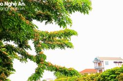 Tăng mảng xanh hướng tới phát triển bền vững đô thị Vinh