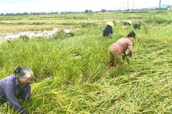 Ngậm ngùi thu hoạch lúa xuân bị đổ rạp do giông lốc ở Diễn Châu