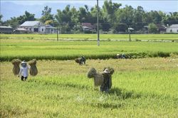 Mùa thu hoạch lúa trên cánh đồng Mường Thanh