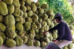 Sầu riêng rớt giá mạnh