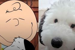 Ngắm loạt ảnh của Bayley - em cún đáng yêu giống hệt Snoopy đang gây sốt cõi mạng