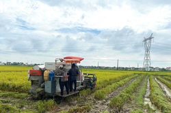Tranh thủ trời hửng nắng, nông dân Nghệ An khẩn trương thu hoạch lúa xuân