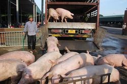 Tăng 2.000 đồng/kg, giá lợn hơi đang trên đà phục hồi