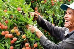 Hàng trăm thương nhân Trung Quốc tới Việt Nam thu mua vải thiều
