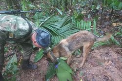 Tổng thống Colombia rút tuyên bố về việc tìm thấy 4 trẻ em sống sót