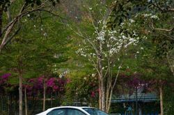 Toyota Hybrid – định hình khái niệm xe xanh tại Việt Nam
