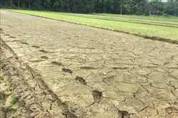 Khoảng 1.100 ha sản xuất nông nghiệp ở miền núi phía Bắc có nguy cơ bị hạn