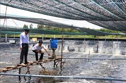 Bàn giải pháp gỡ khó cho sản xuất, chế biến và xuất khẩu tôm