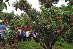 Bắc Giang: Tổ chức chương trình du lịch 'Lục Ngạn mùa vải chín' năm 2023