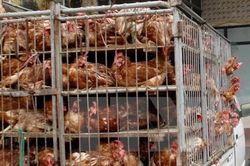 Xử lý nghiêm việc buôn bán, vận chuyển gia cầm trái phép vào Nghệ An