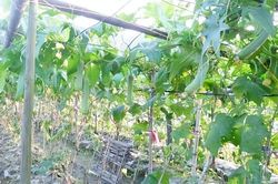 Loại quả rẻ như cho ở Việt Nam bỗng hóa đặc sản ở Trung Quốc