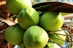 Tốp 10 thực phẩm giúp giảm nhiệt độ cơ thể trong mùa hè