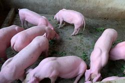 Giá heo hơi hôm nay 30/5/2023: Biến động 1.000 - 3.000 đồng/kg