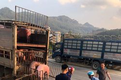 Giá heo hơi hôm nay 1/6/2023: Giảm 1.000 - 2.000 đồng/kg