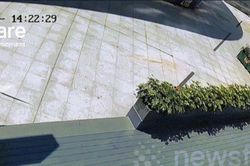Cá sấu rơi xuống từ tòa nhà hơn 20 tầng, người dân sửng sốt