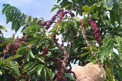 Giá nông sản ngày 5/6/2023: Cà phê đạt 61.300 đồng/kg, tiêu trụ vững ở mức cao