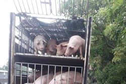 Giá heo hơi hôm nay 6/6/2023: Tăng 1.000 - 2.000 đồng/kg