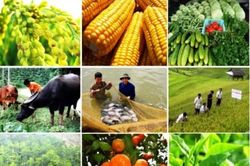 Vi phạm hành chính về trồng trọt bị phạt tới 100 triệu đồng