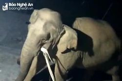 Voi rừng ở Nghệ An lại về nhà dân lục tìm thức ăn trong đêm