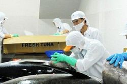 Xuất khẩu cá ngừ của Việt Nam sang Mexico tăng trưởng mạnh