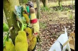 Khỉ và dê làm việc theo nhóm sẽ như thế nào?