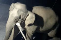 Nghệ An: Voi rừng lại xuất hiện xông vào nhà dân tìm thức ăn trong đêm