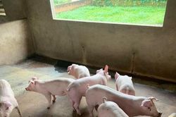 Giá heo hơi hôm nay 14/6/2023: Tiếp tục tăng, cao nhất đạt 62.000 đồng/kg