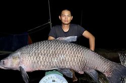 'Thủy quái' trắm đen nặng hơn 40 kg mắc câu
